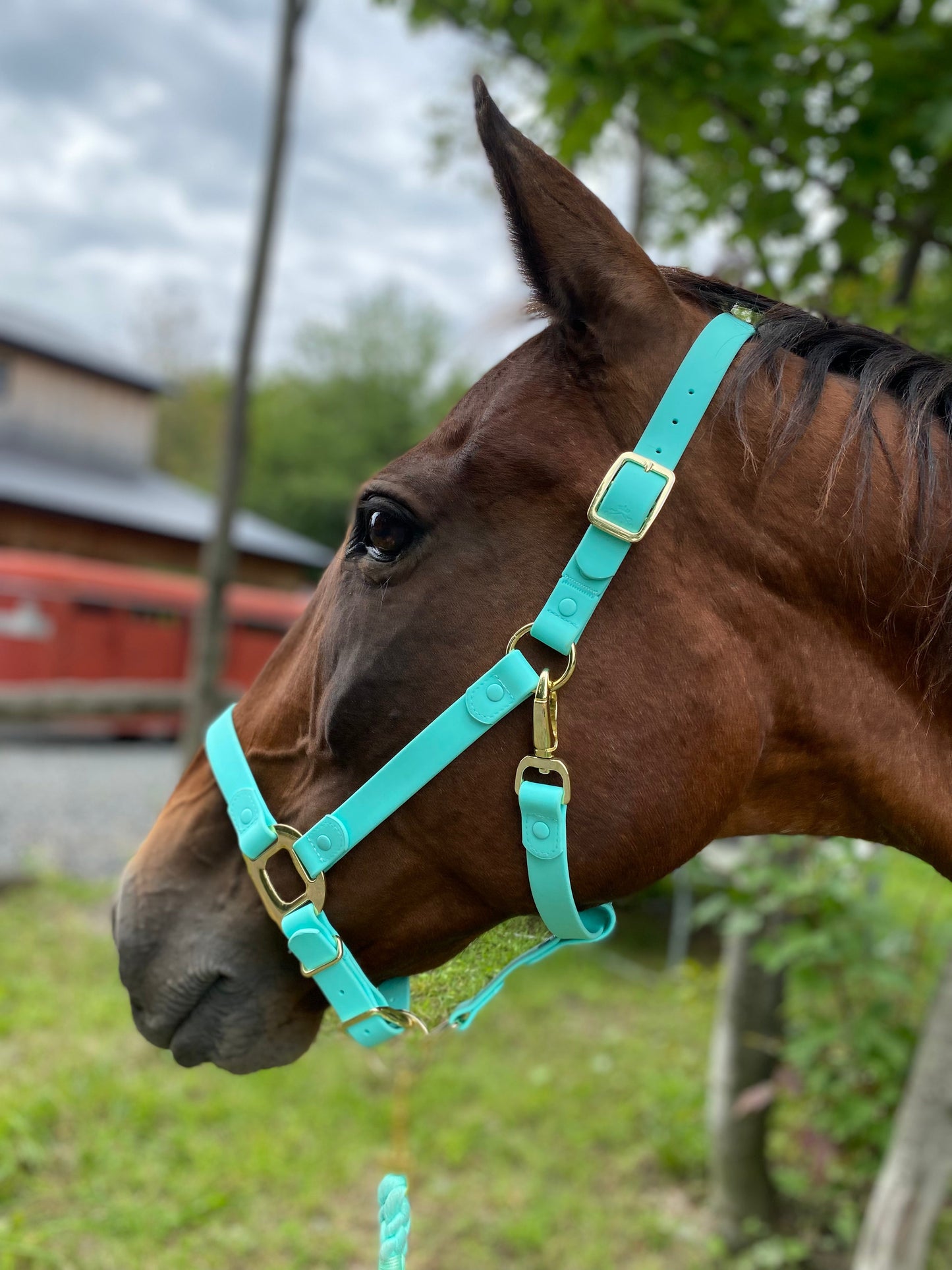 Turquoise Horse Halter - iCavalos