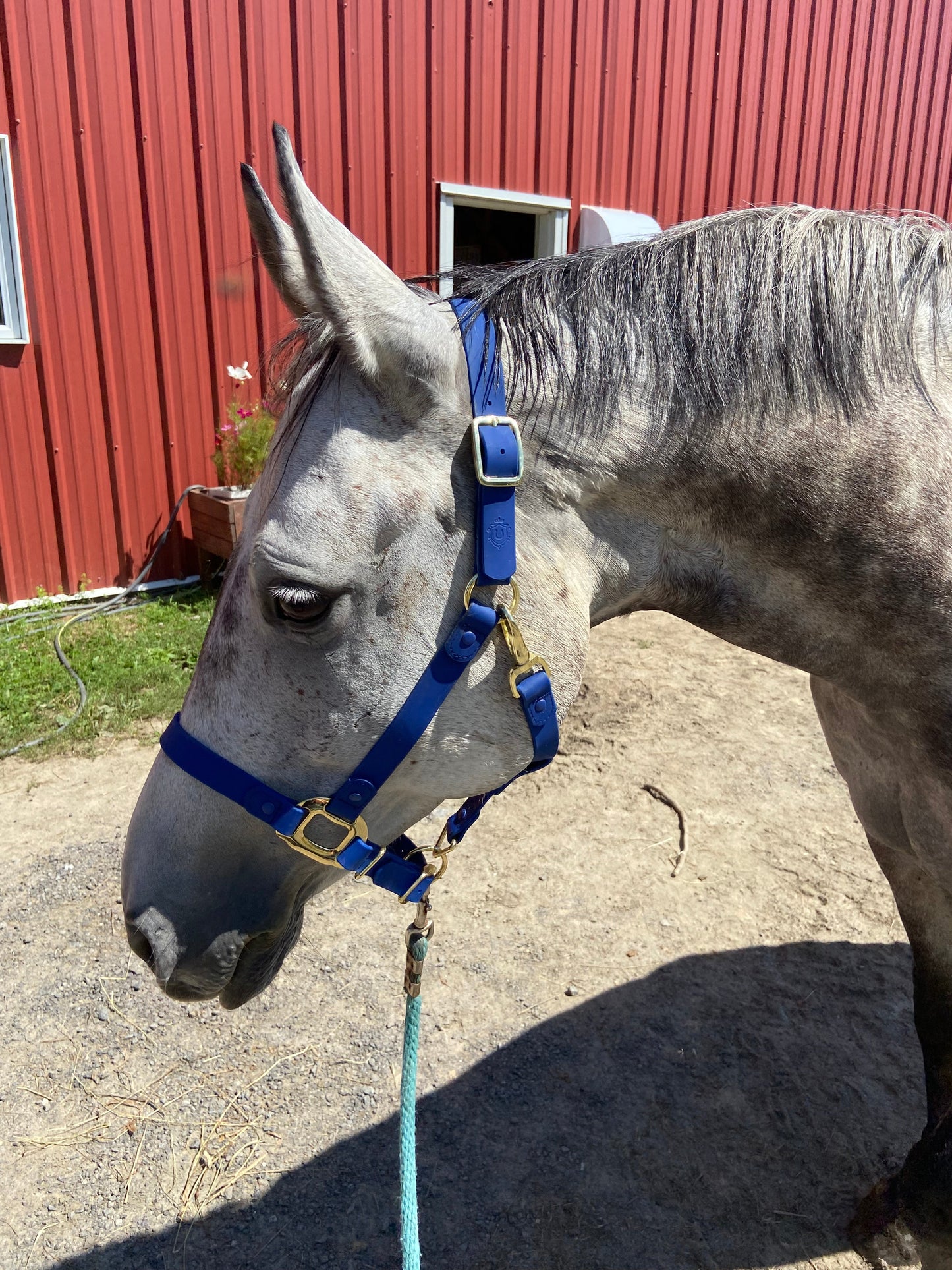 Royal Blue Horse Halter - iCavalos