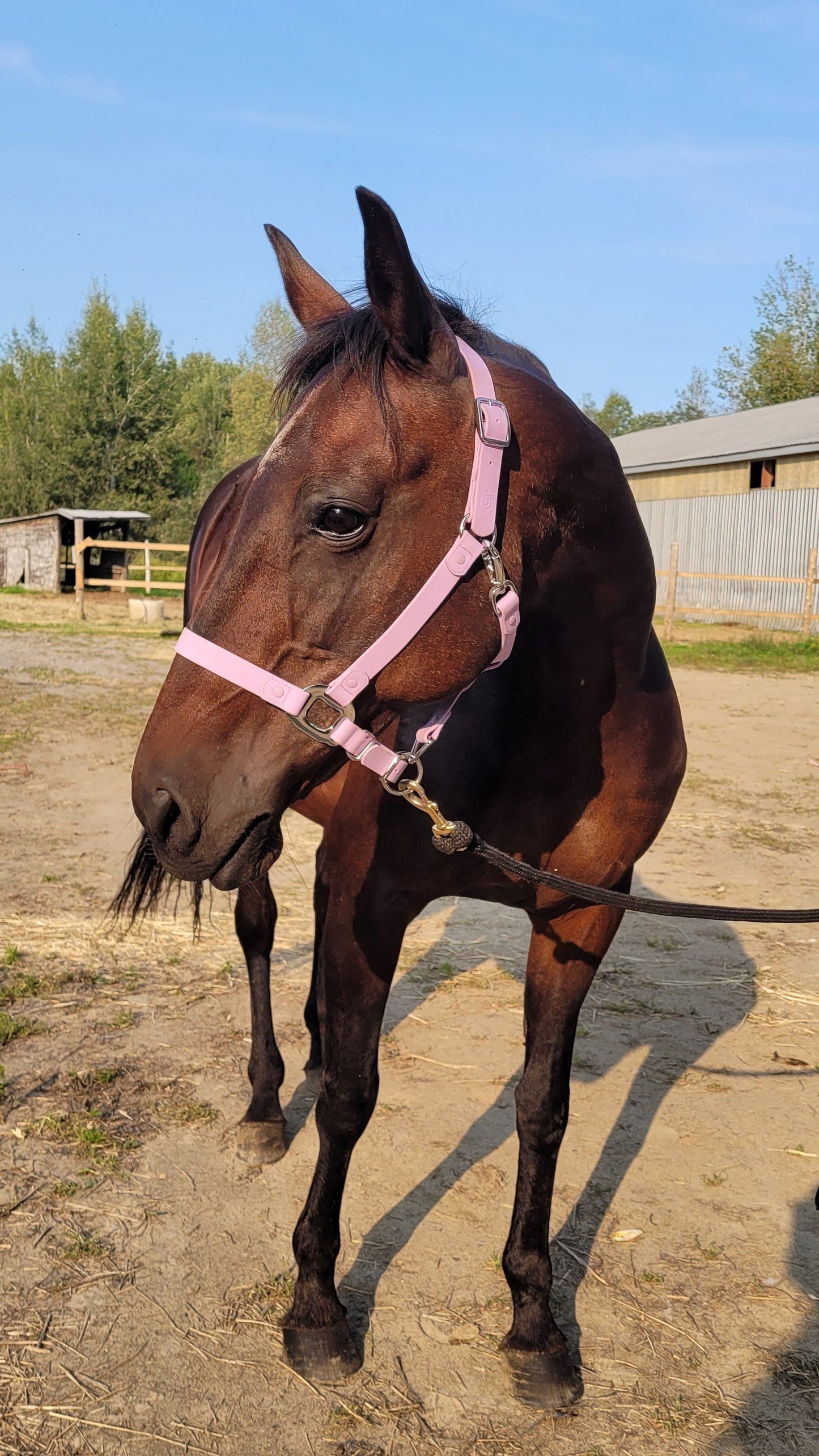 Purple Horse Halter - iCavalos