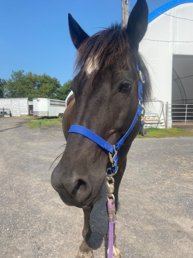 Royal Blue Horse Halter - iCavalos