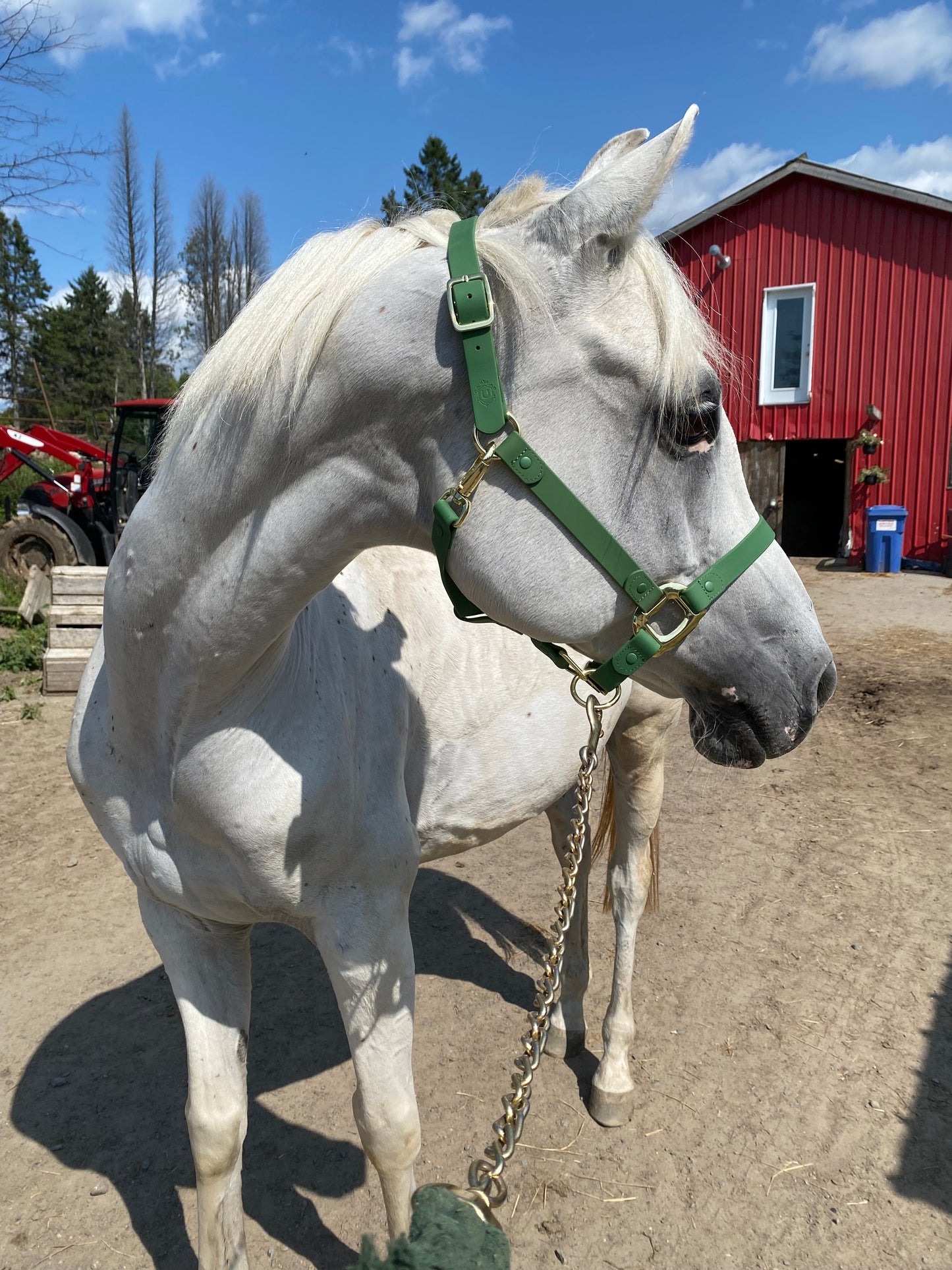 Green Horse Halter - iCavalos