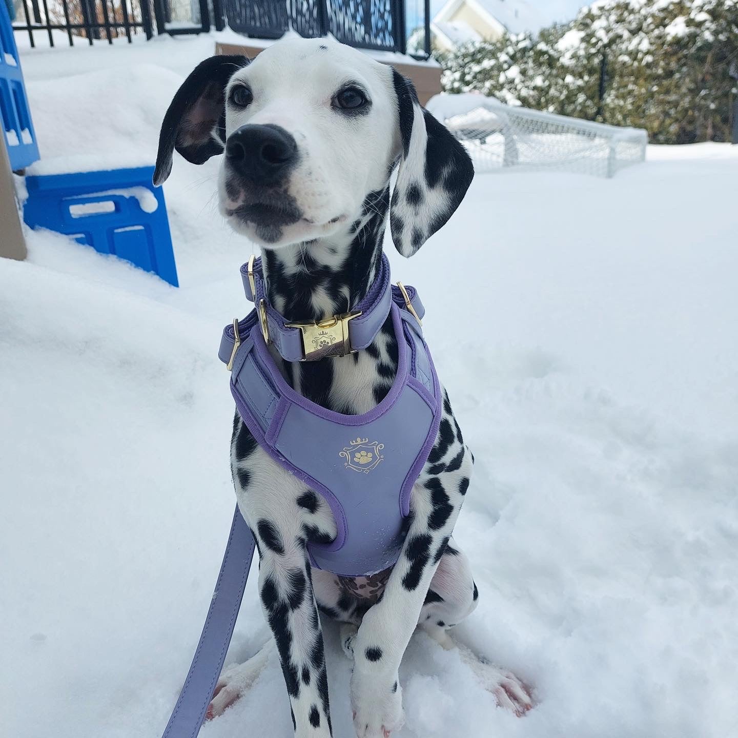 Purple Lilac - collar