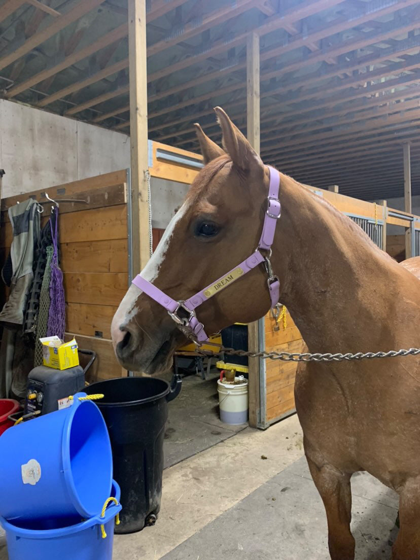 Purple Horse Halter - iCavalos