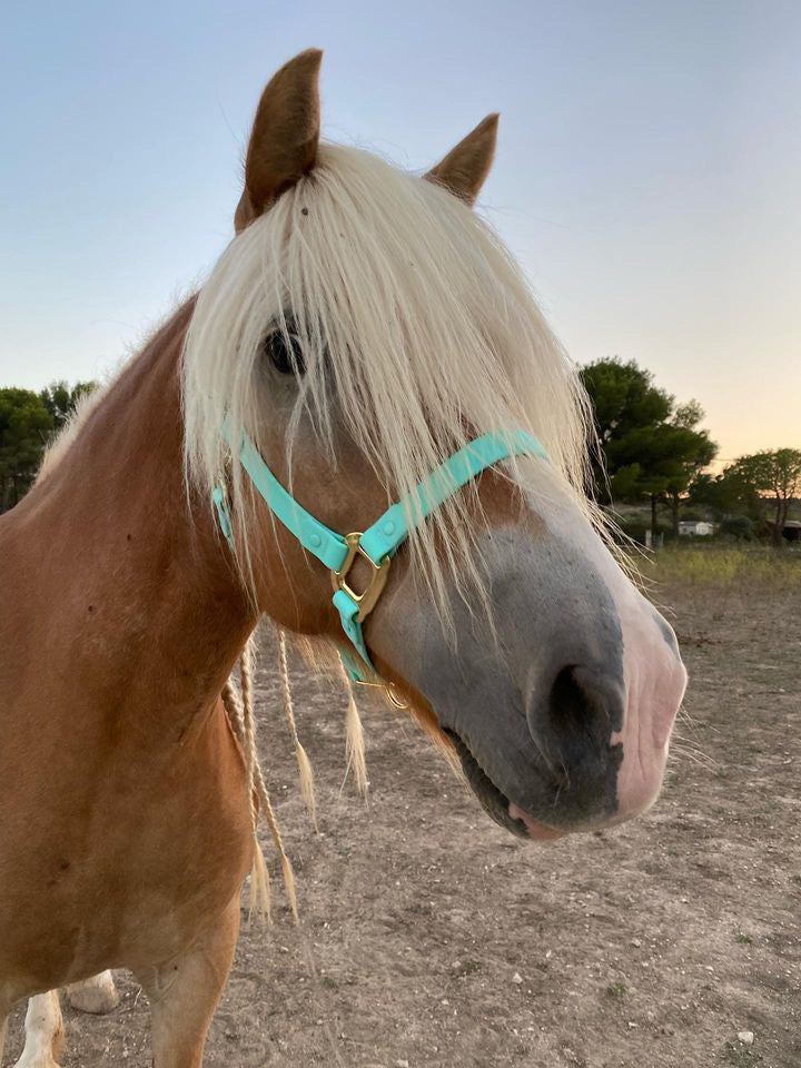 Turquoise Horse Halter - iCavalos