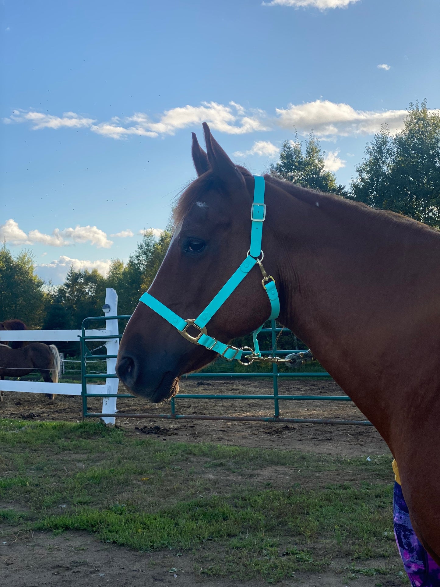 Turquoise Horse Halter - iCavalos