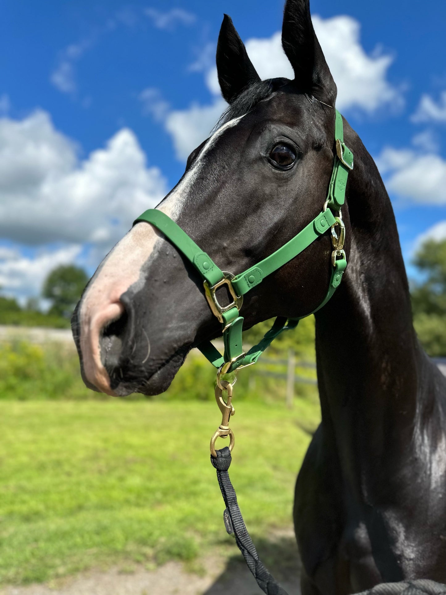 Green Horse Halter - iCavalos
