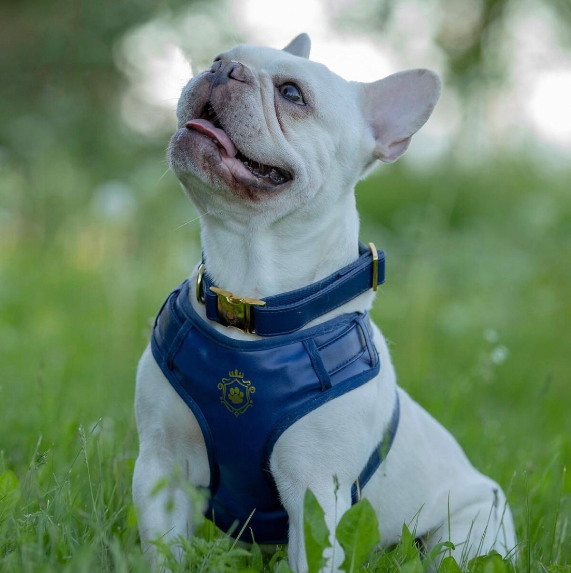 Royal Blue Harness - Preorder