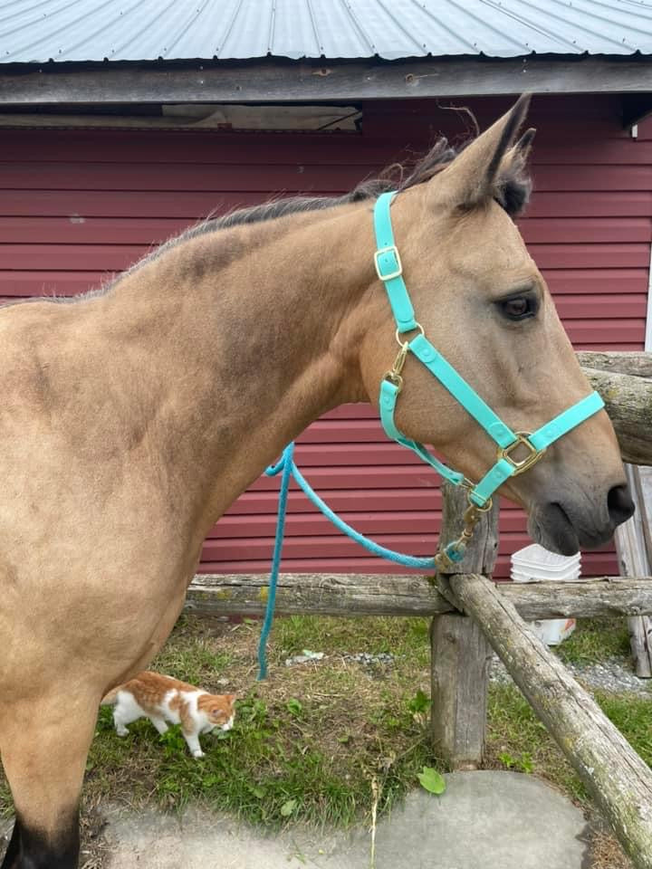 Turquoise Horse Halter - iCavalos