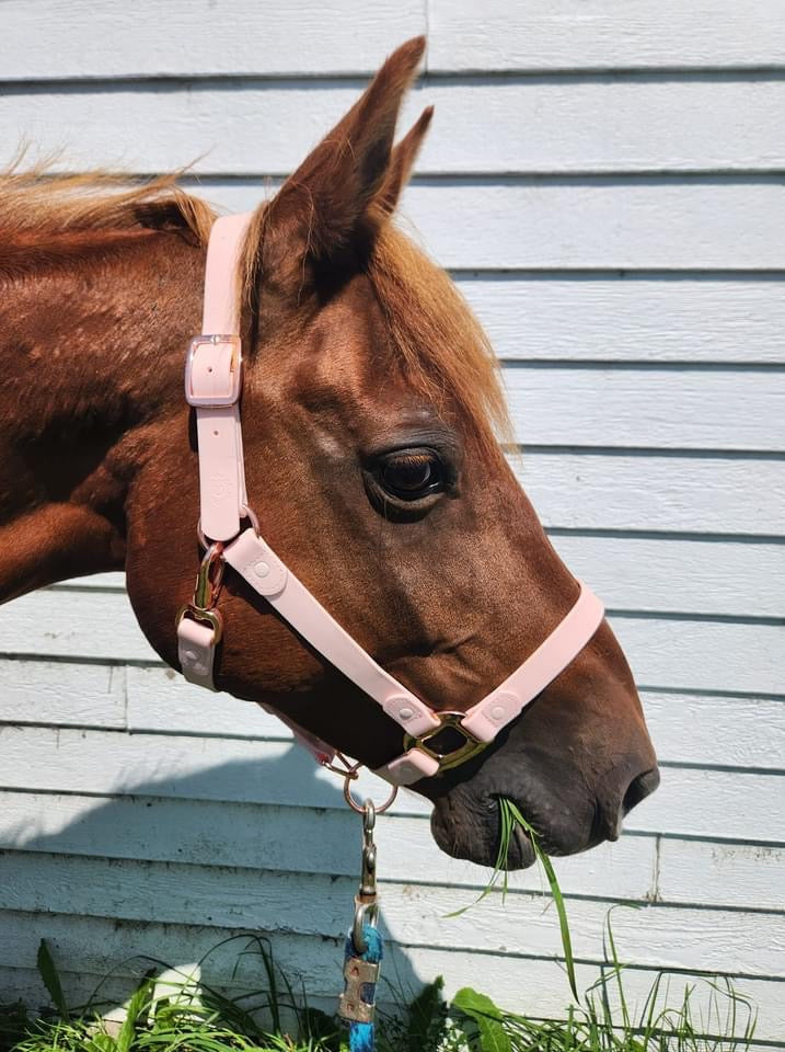 Candy Pink Horse Lead - iCavalos