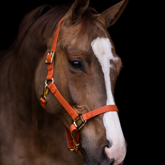 iCavalos - Horse halter - Preorder