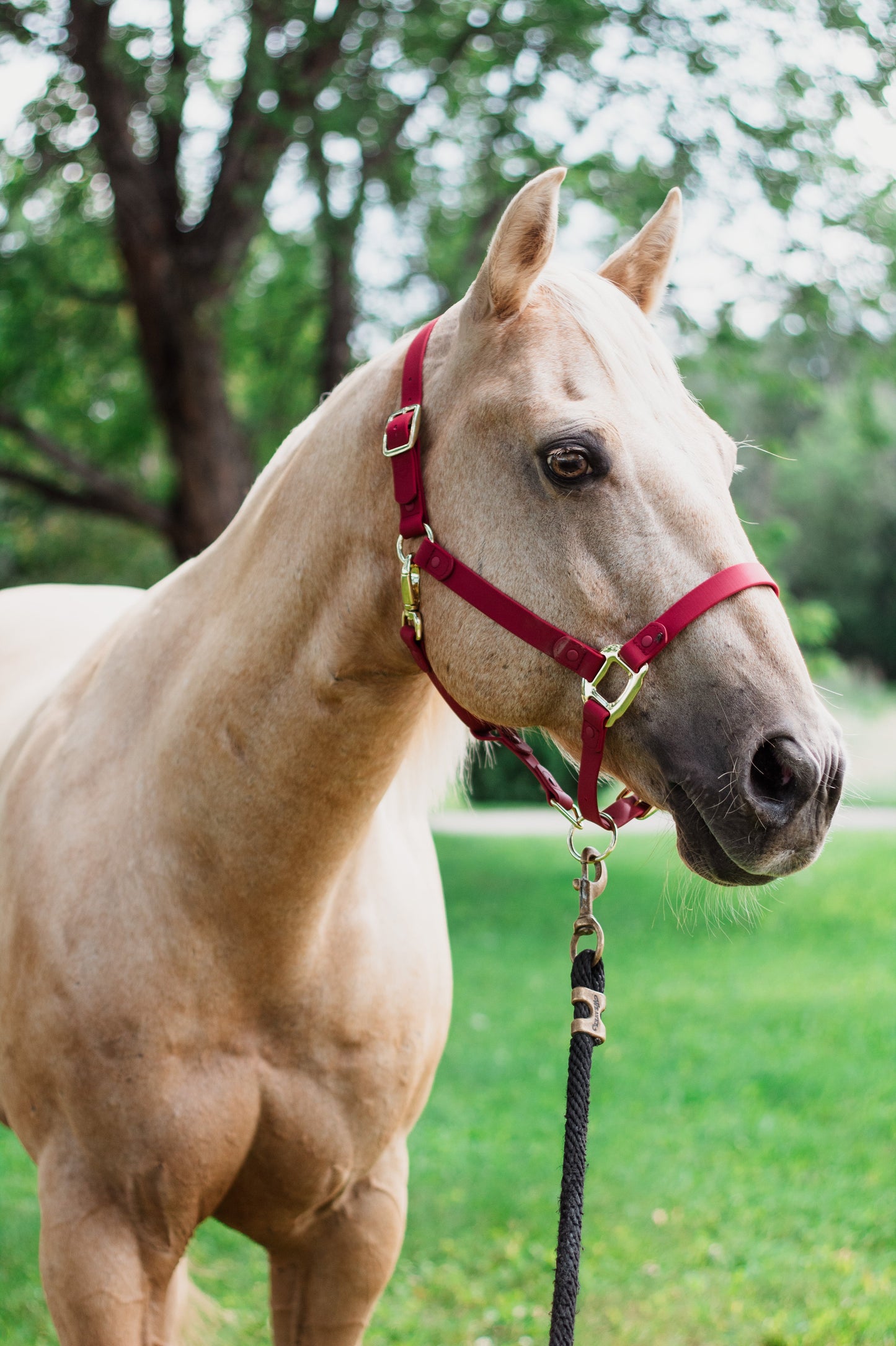 Burgundy Horse Halter - iCavalos