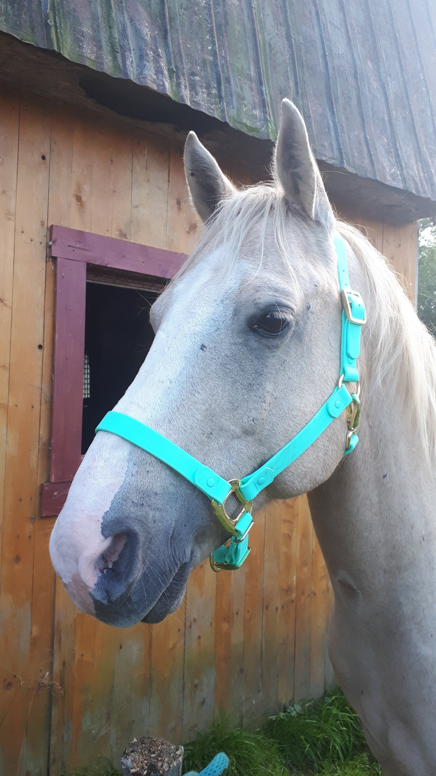 Turquoise Horse Halter - iCavalos