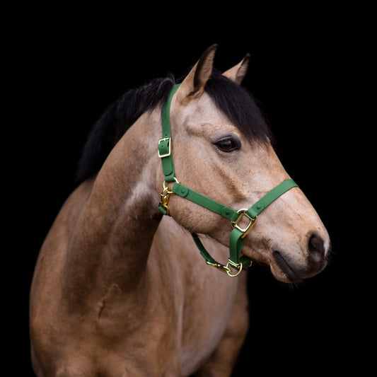 iCavalos - Horse halter & Lead set (7 Days)