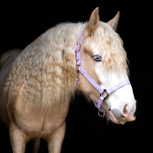 iCavalos - Horse halter (7 Days)