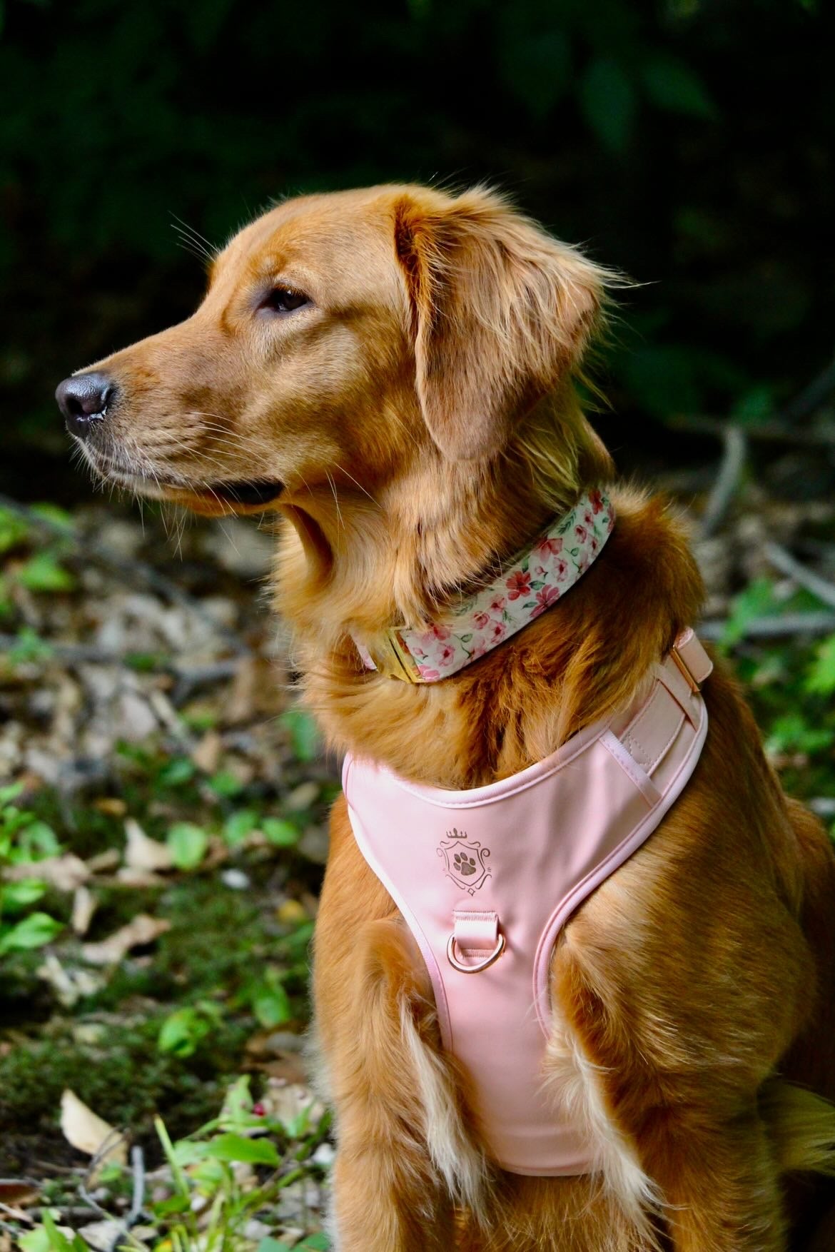 Candy Pink Harness