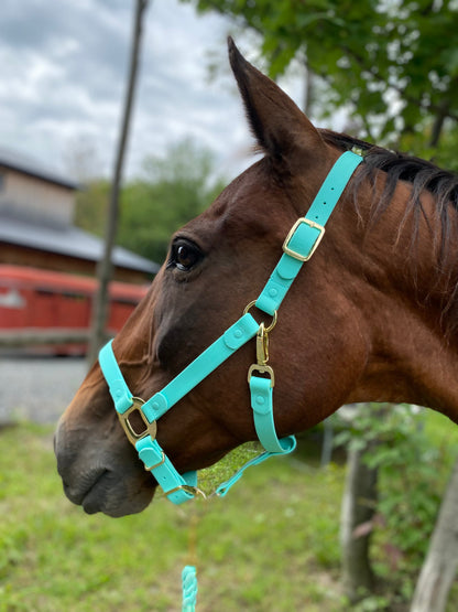 Turquoise Horse Halter - iCavalos