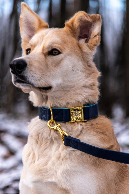 Royal Blue collar