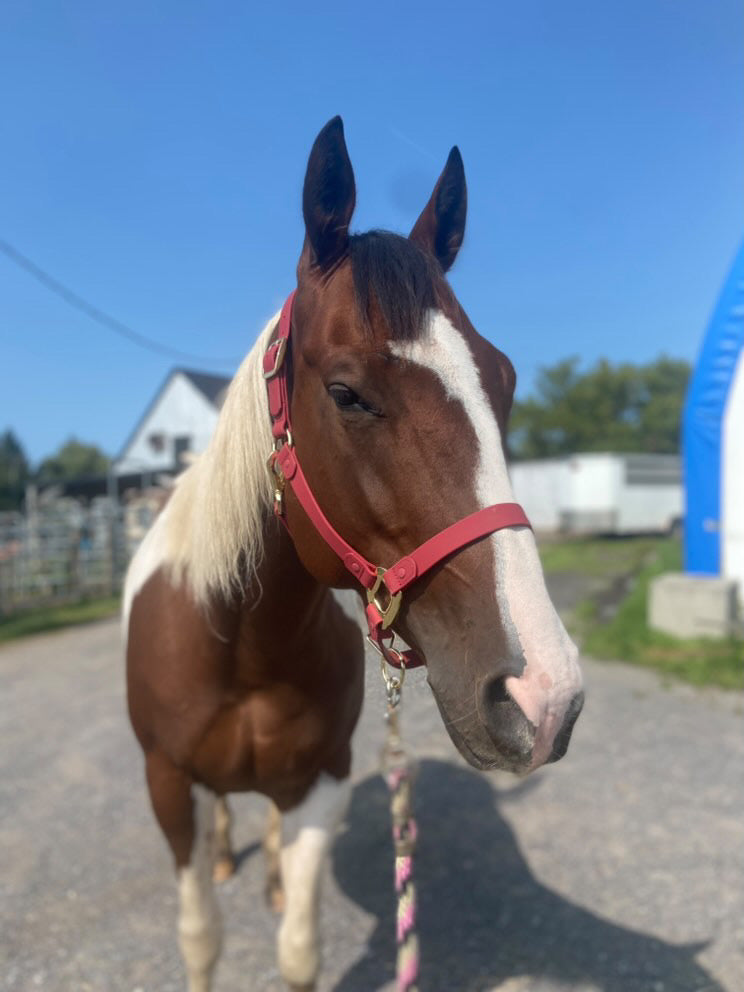 Burgundy Horse Halter - iCavalos