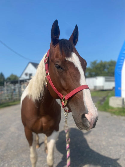 Burgundy Horse Halter - iCavalos