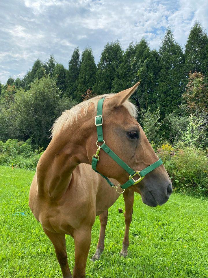 Green Horse Halter - iCavalos