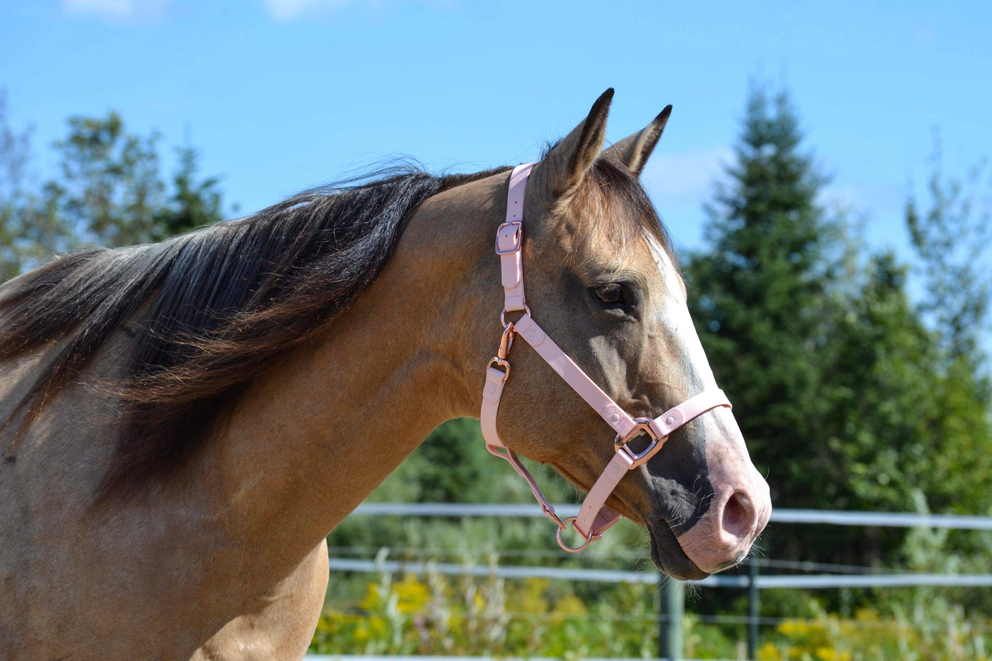 Candy Pink Horse Halter - iCavalos