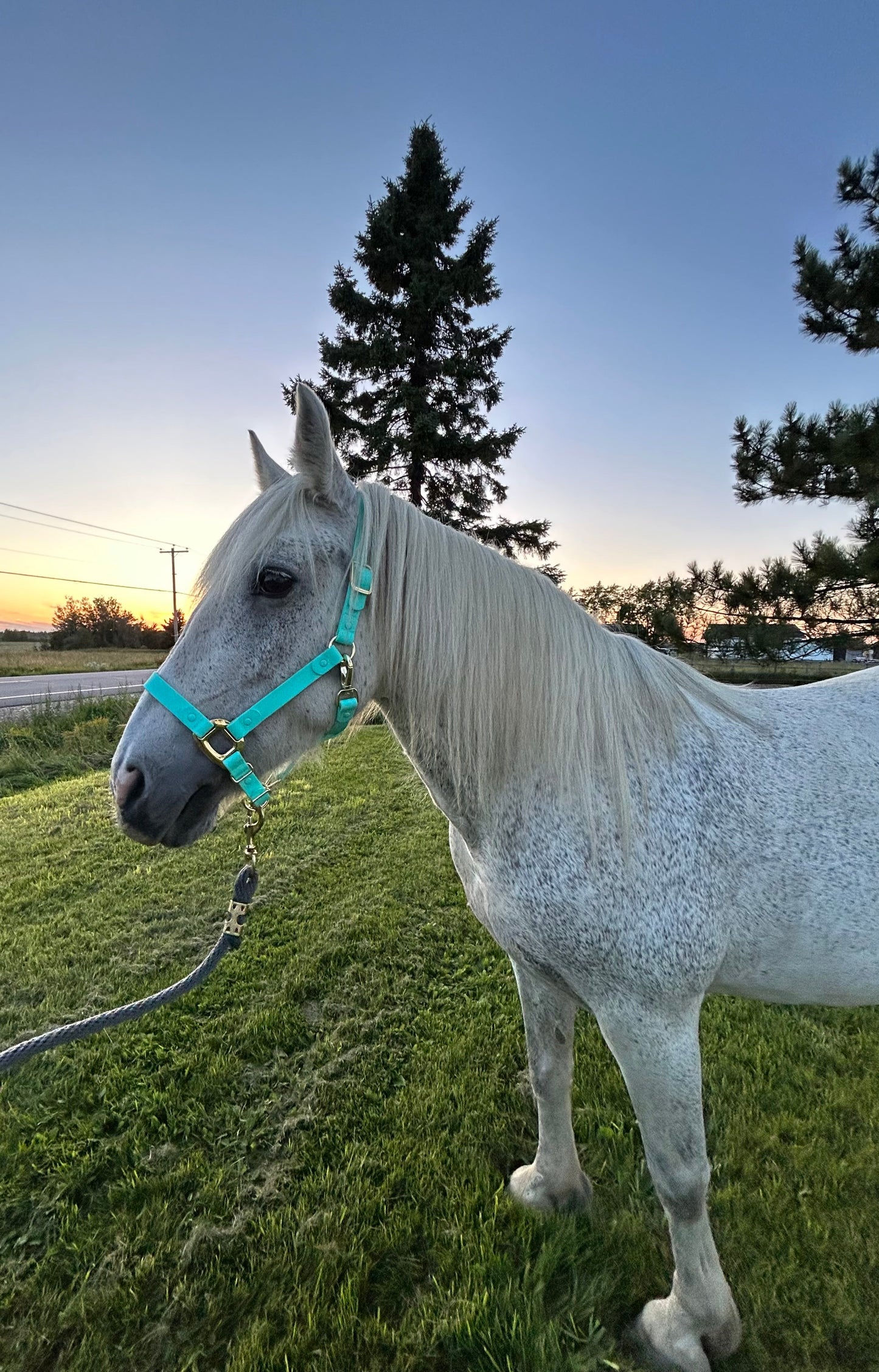 Turquoise Horse Halter - iCavalos