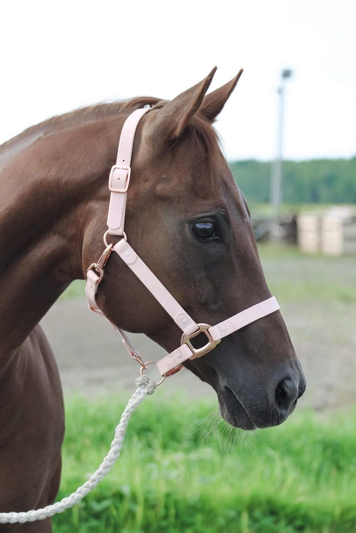 Candy Pink Horse Halter - iCavalos