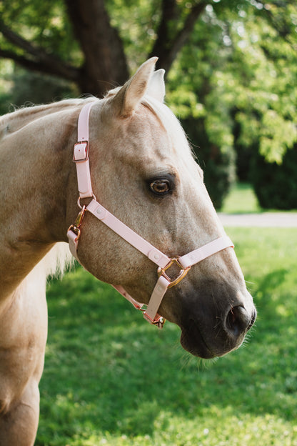 Candy Pink Horse Halter - iCavalos