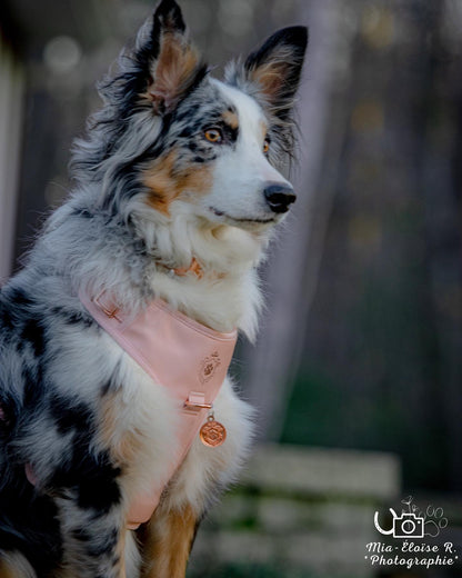 Candy Pink Harness