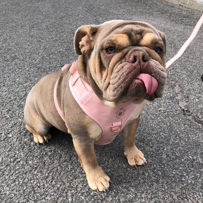 Candy Pink Harness