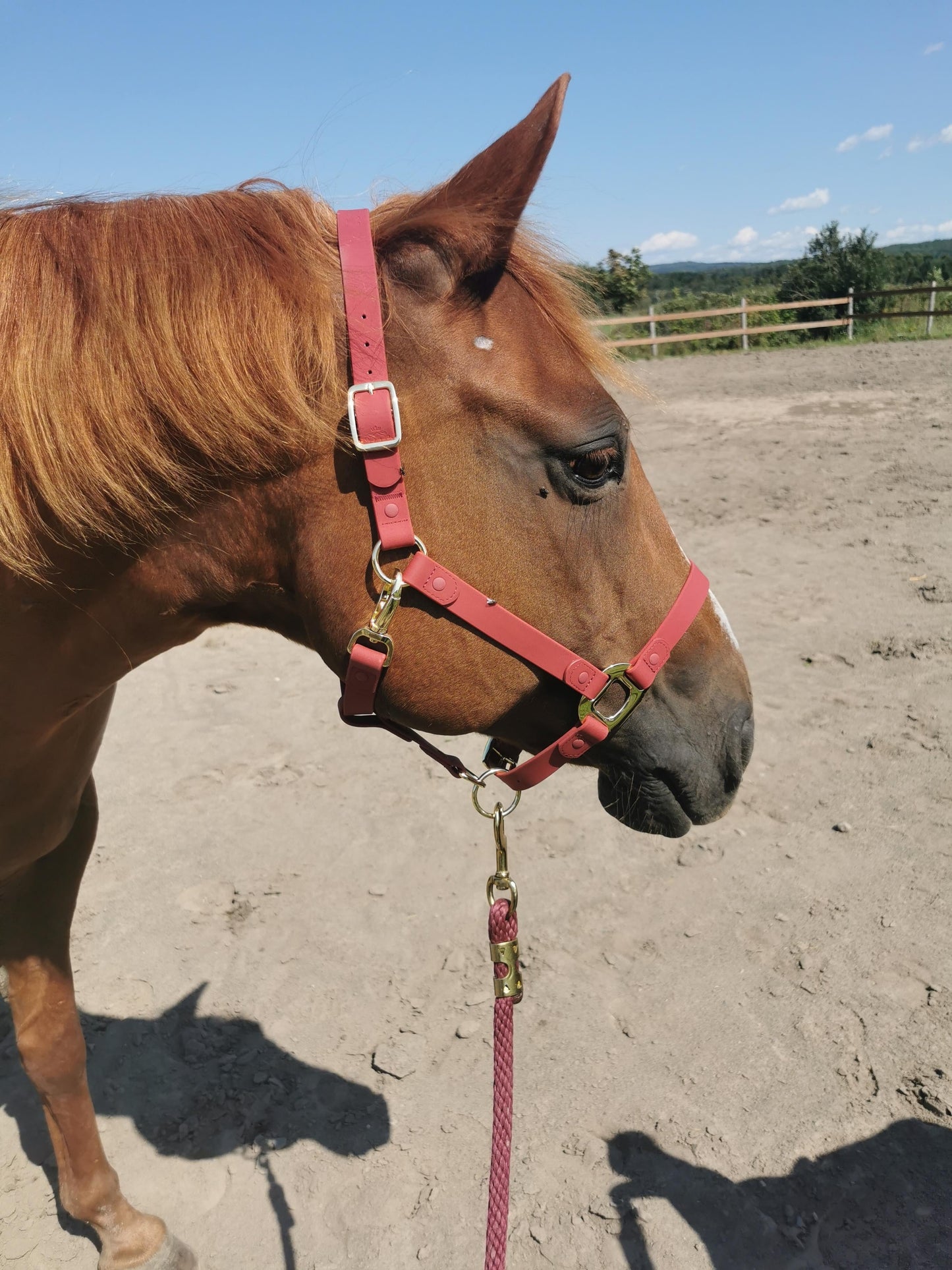 Burgundy Horse Halter - iCavalos