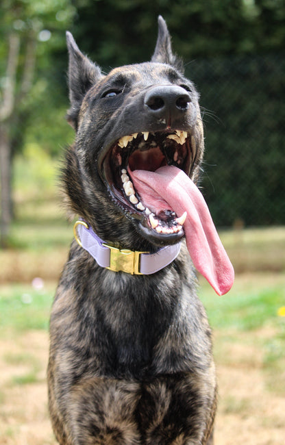 Purple Lilac - collar