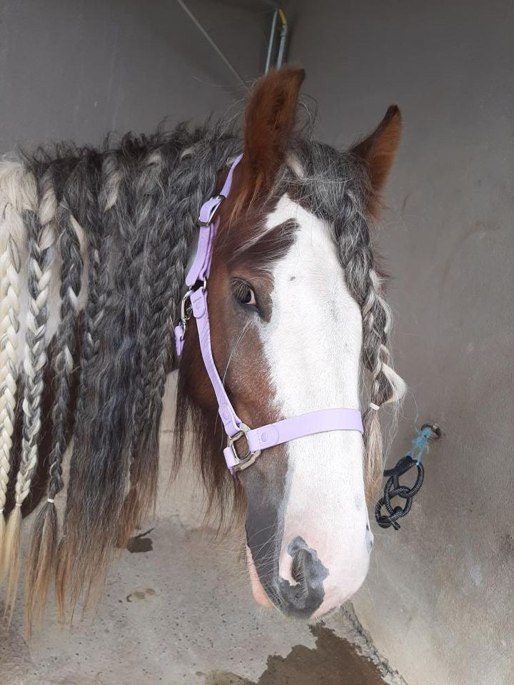 Purple Horse Halter - iCavalos