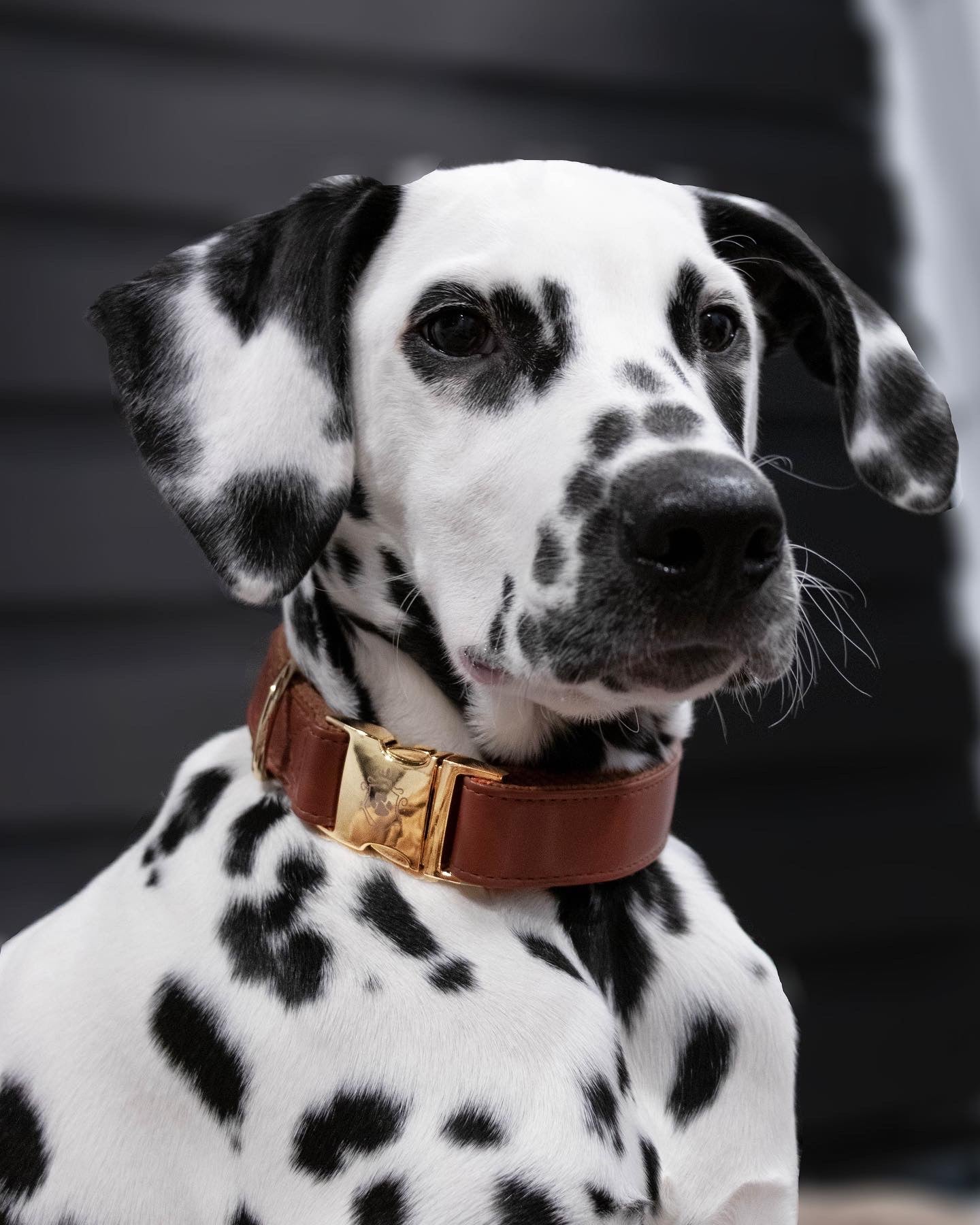 Collier Calvados - Précommande