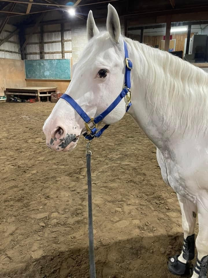 Royal Blue Horse Halter - iCavalos