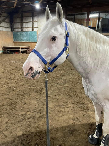 Royal Blue Horse Halter - iCavalos