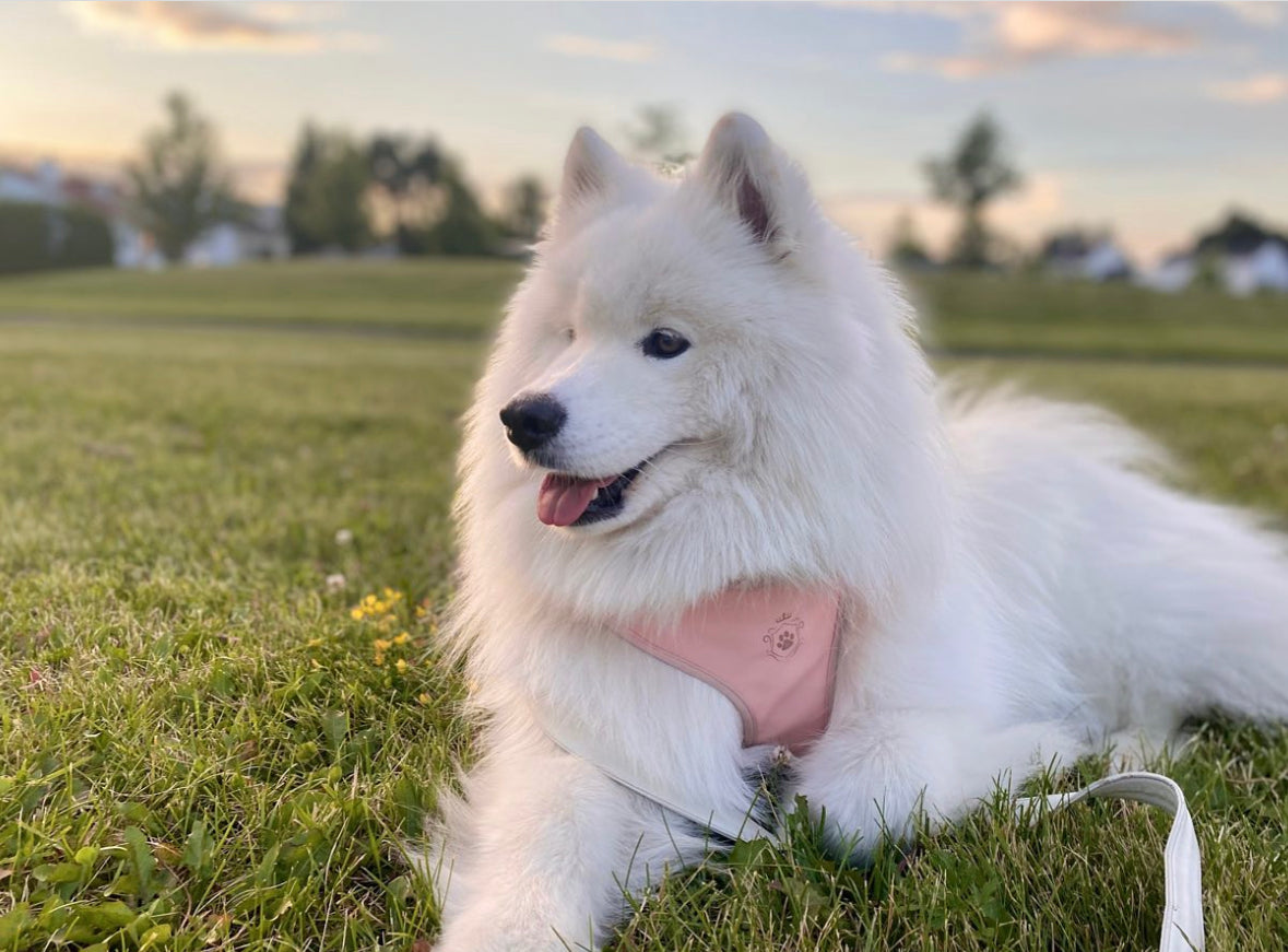 Candy Pink Harness