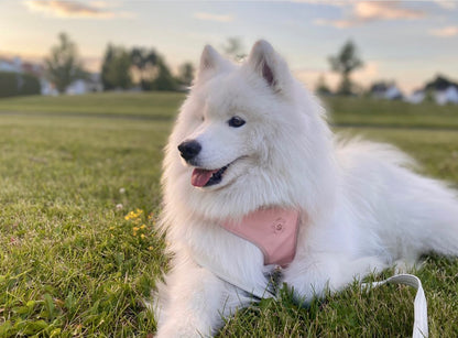 Candy Pink Harness
