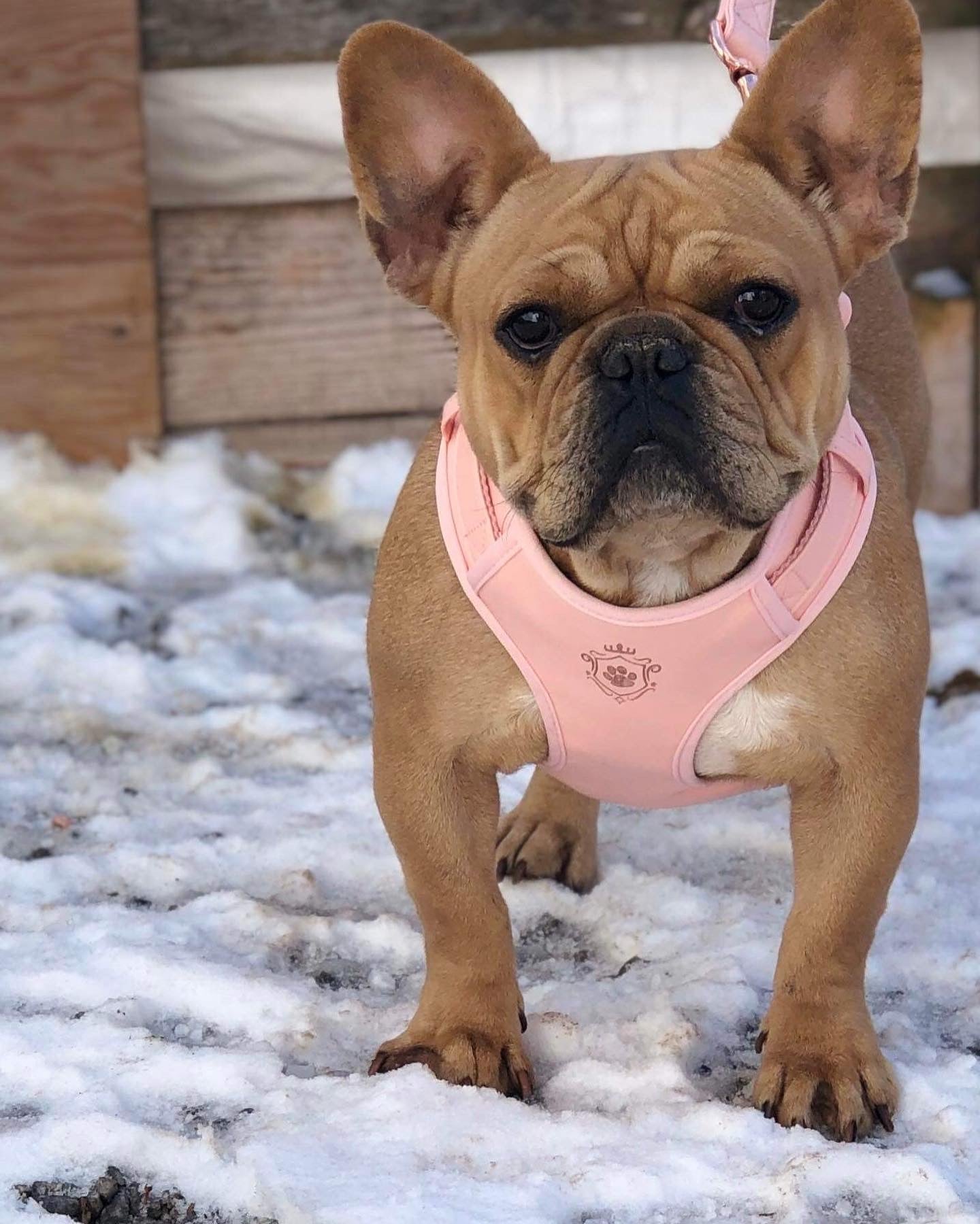 Candy Pink Harness