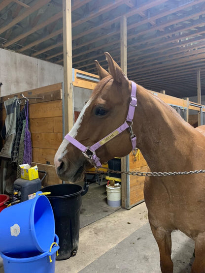 Purple Horse Halter - iCavalos