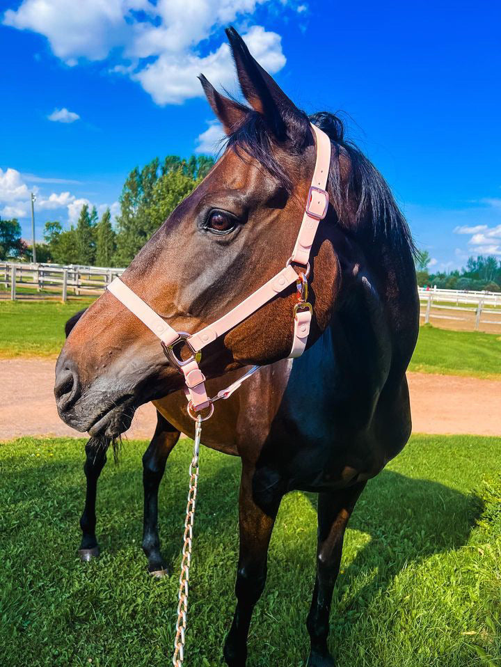 Candy Pink Horse Halter - iCavalos