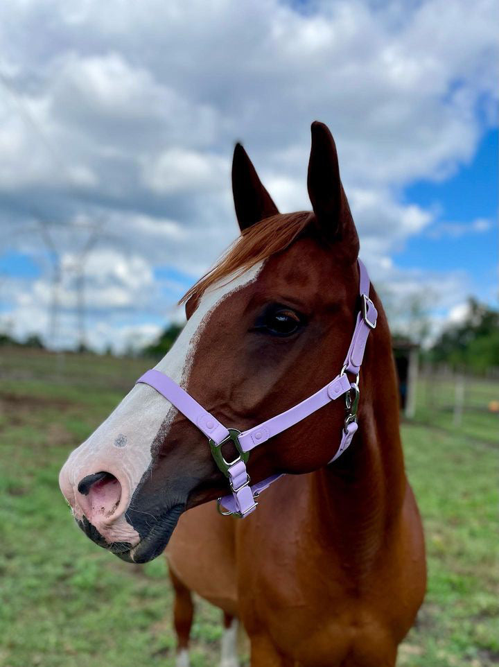 Purple Horse Halter - iCavalos
