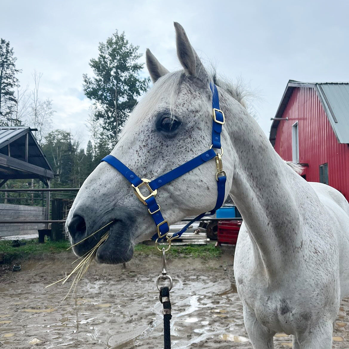 Royal Blue Horse Halter - iCavalos