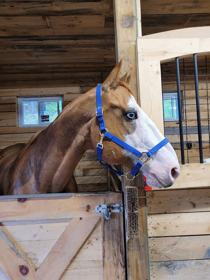 Royal Blue Horse Halter - iCavalos