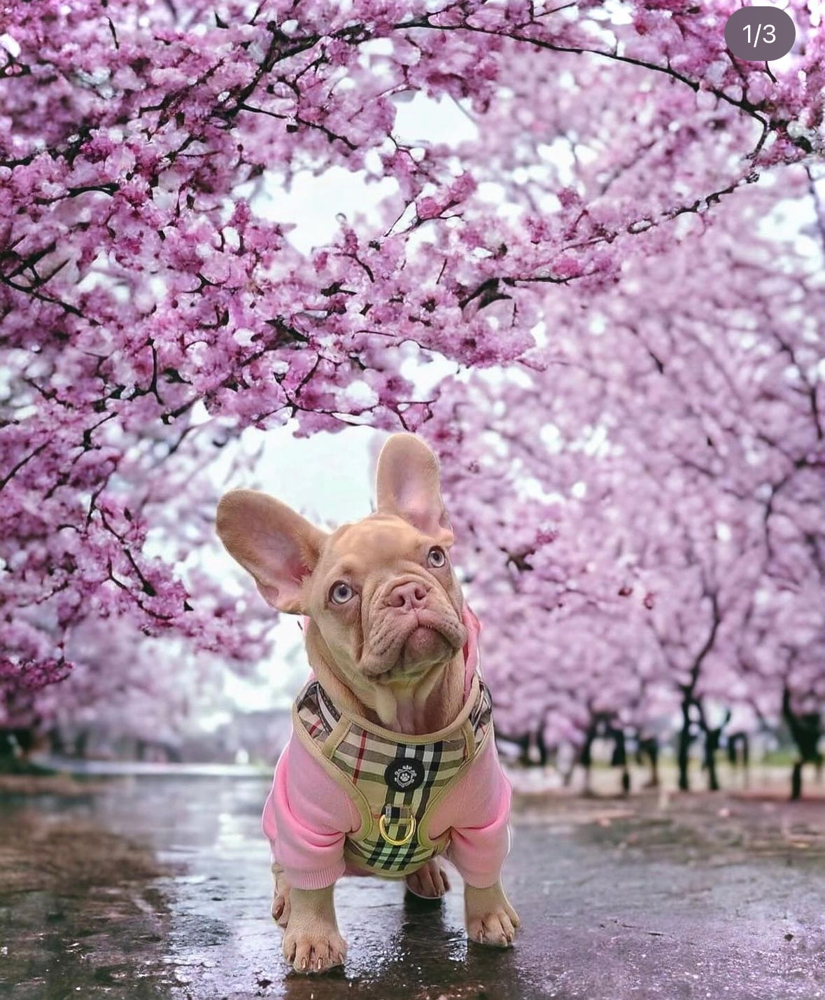 Hoodie - iDoggos