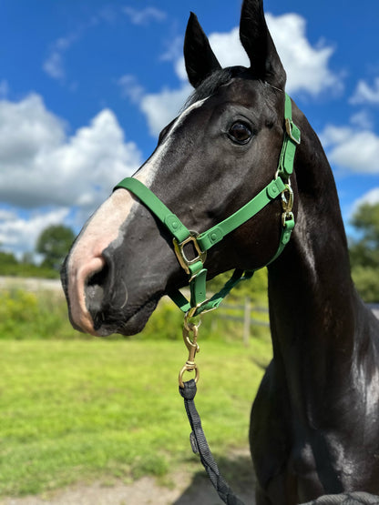 Green Horse Halter - iCavalos