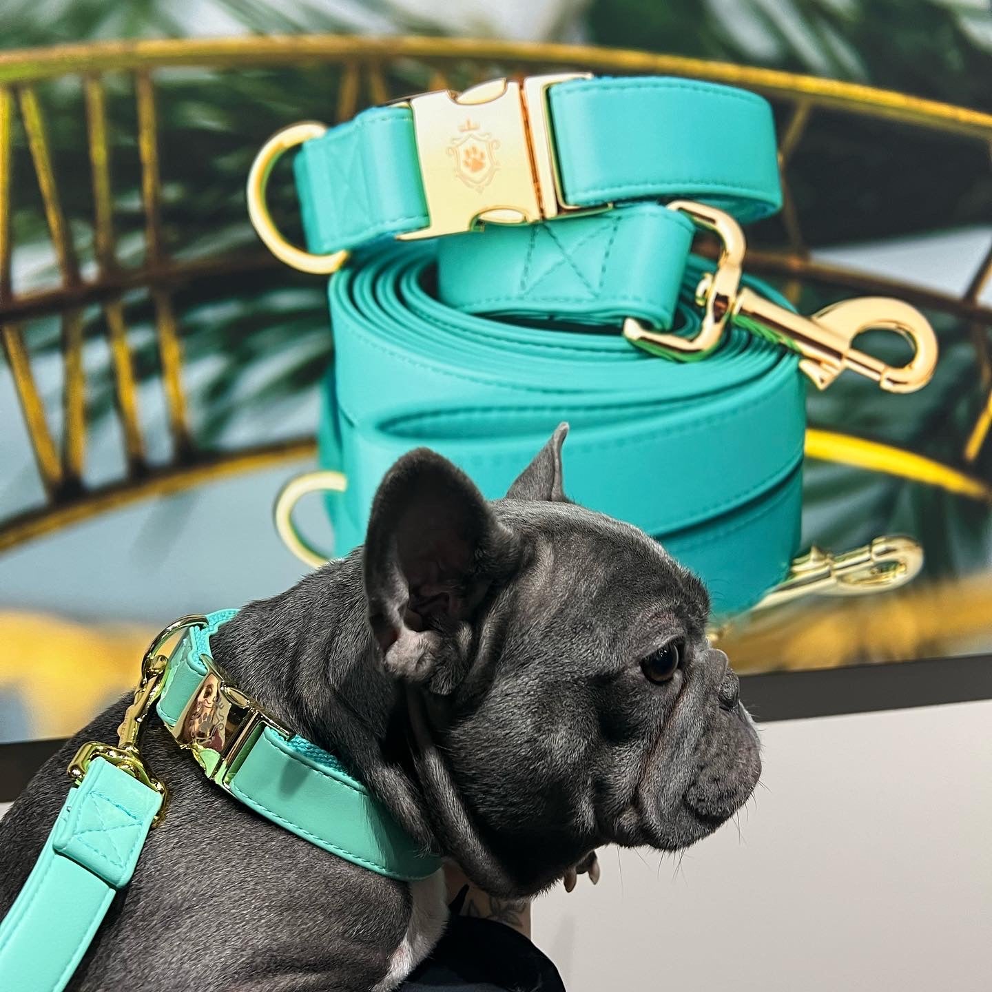 Turquoise collar