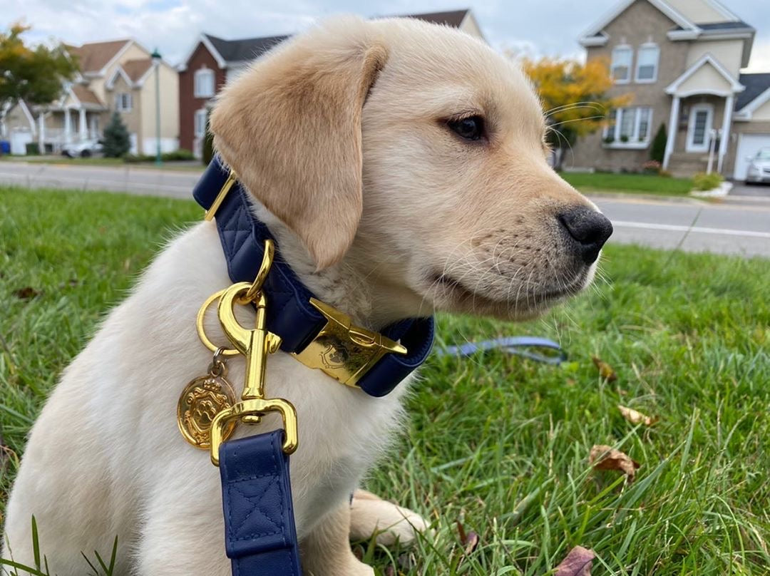 Royal Blue collar