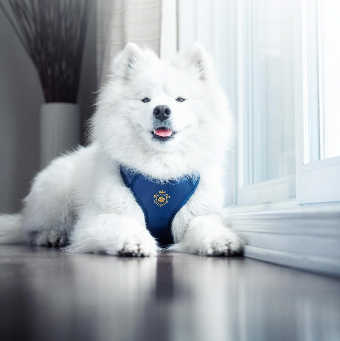 Royal Blue Harness - Preorder