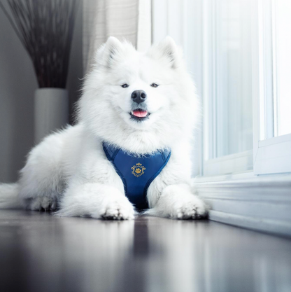 Royal Blue Harness - Preorder